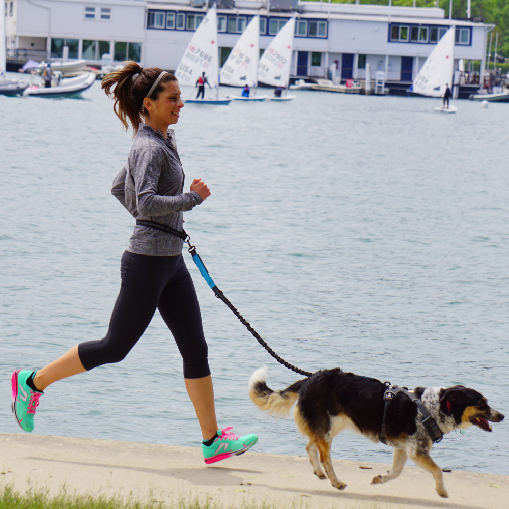 Hand Free Dog Leash for Pet Wa - Running Jogging Gear review and price